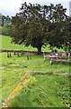 SO5627 : Dominant churchyard tree, Sellack, Herefordshire by Jaggery