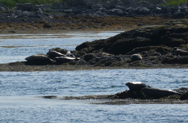 Coll - Arinagour - Seals on the rocks