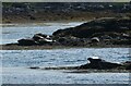 NM2256 : Coll - Arinagour - Seals on the rocks by Rob Farrow