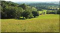 SO7547 : Trees in field by Six Acre Wood by Derek Harper