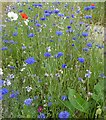 SW8950 : Ladock - Roadside wild flowers by Rob Farrow