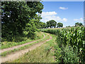 SJ7326 : Farm road beside maize crop by Trevor Littlewood