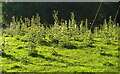 SO7447 : Thistles near Hill House Farm by Derek Harper