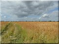 SU0972 : Wheatfield near Winterbourne Monkton by Stephen Craven