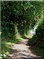 SJ8301 : Bridleway in Wrottesley Old Park in Staffordshire by Roger  D Kidd