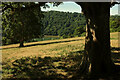 SX8754 : River Dart from near Maypool by Derek Harper