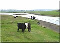 HU4941 : Belted Galloway cattle by Oliver Dixon