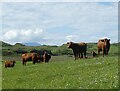 NM7409 : Luing - Luing Cattle - a small herd by Rob Farrow