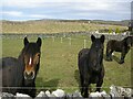 SD7875 : Horses and Railway Embankment at Selside by Stephen Armstrong