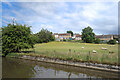 SD9850 : Urban Sheep by the Canal by Des Blenkinsopp