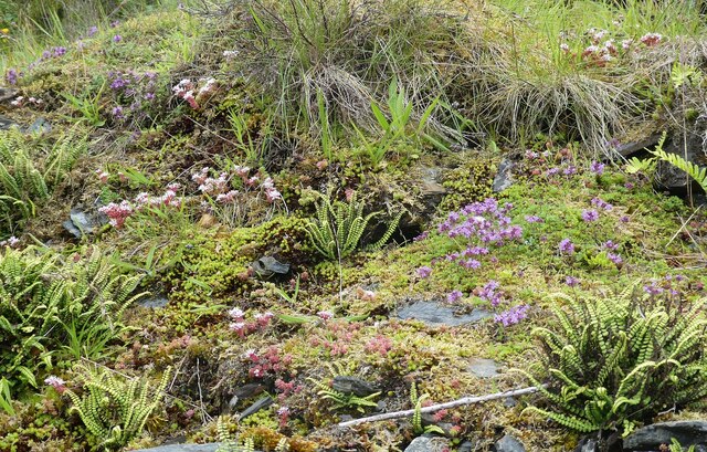 Easdale - Wild flowers by the path