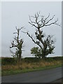 NT8862 : Ash dieback near Reston by M J Richardson