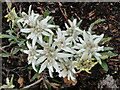 SJ9815 : Cannock Chase - Edelweiss by Colin Smith