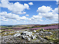 NY9150 : Rocks and twigs on heather moorland by Trevor Littlewood