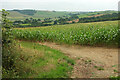 SX7265 : Maize near Upper Dean by Derek Harper