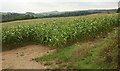 SX7265 : Maize near Upper Dean by Derek Harper