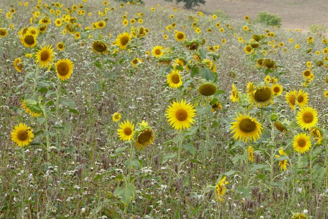 Sunflowers