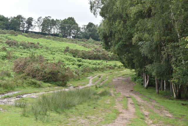 Heath, woods and track