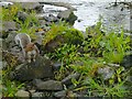 SD5697 : Grey Squirrel by the River Mint, Shaw End by Rich Tea