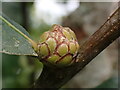 TQ9429 : Artichoke gall by Phil Brandon Hunter