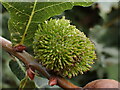 TQ9431 : Hedgehog gall by Phil Brandon Hunter