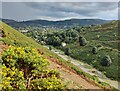 SO4494 : Gorse on the slopes of the Carding Mill Valley by Mat Fascione