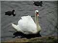 NS5472 : Wildfowl, Kilmardinny Loch by Richard Sutcliffe