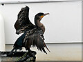 SY4690 : Cormorant (Phalacrocorax carbo) at Bridport Harbour (West Bay) by David Dixon