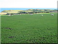 NT8768 : Sheep grazing on new clover by M J Richardson