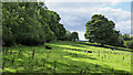 NZ1554 : Field with cattle west of Dipton Burn by Trevor Littlewood