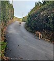 SO3526 : Hounds in a lane, Arcadia, Herefordshire by Jaggery