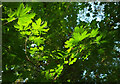 SX9065 : Sycamore leaves near Torbay Hospital by Derek Harper