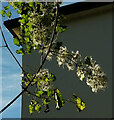 SX9065 : Old man's beard in seed, Stantaway Hill by Derek Harper