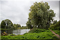 TG3007 : Willow on the side of the Yare, Postwick by Roger Jones