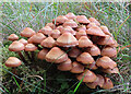 NJ0228 : Fungi by Anne Burgess