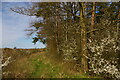 SP7378 : April blossom at Scotland Wood by Christopher Hilton