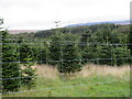 NX4958 : Christmas tree farm at Garrocher by M J Richardson