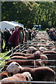 SD1599 : Eskdale Show 2022 by Peter Trimming