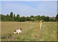 TL3861 : New fencing at Duck End Farm, Dry Drayton by Martin Tester