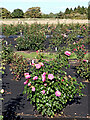 SJ7500 : Rose nursery south-west of Beckbury in Shropshire by Roger  D Kidd