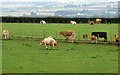 NZ1152 : Cows and calves at Berry Edge by Robert Graham