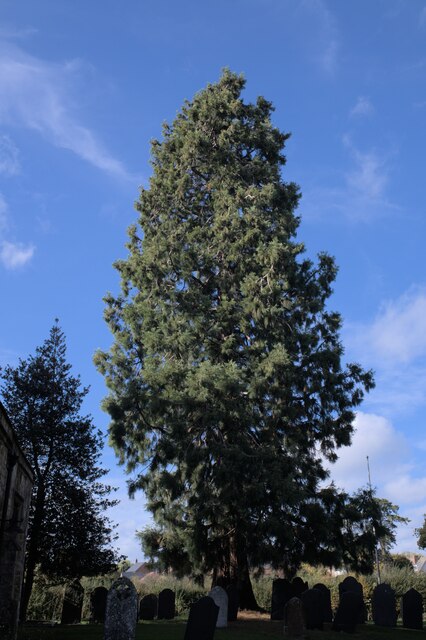 Sequoiadendron giganteum