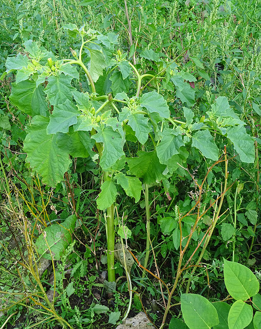 Angel's Trumpets (Datura ferox)