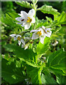 NJ2060 : Green Nightshade (Solanum nitidbaccatum) by Anne Burgess