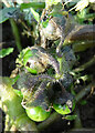 NJ2060 : Green Nightshade (Solanum nitidbaccatum) by Anne Burgess