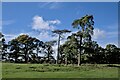 SP6986 : Trees in a field by Bob Harvey