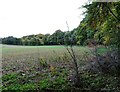 NZ0750 : Woodland edge at Allensford by Robert Graham