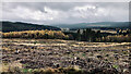 NY6394 : Clear felling; view towards Kielder Castle by Mick Garratt