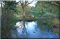 SU1884 : Small Pond on the Dorcan Stream by Des Blenkinsopp