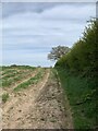 SJ8053 : Footpath along edge of field by Jonathan Hutchins